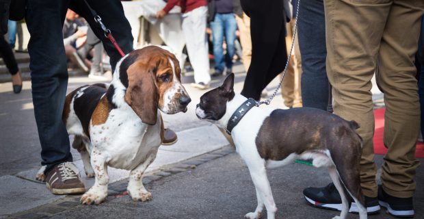 Två kopplade hundar står och tittar på varandra. I bakgrunden en asfalterad gata och massor av människor